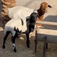 بره و میش آفریقایی|حیوانات مزرعه|رشت, کوی مهر|دیوار