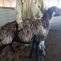 فروش میش هترو