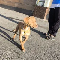 حیوان|سگ|سبزوار, امیر کبیر|دیوار