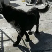 سگ پاکوتاه|سگ|شیراز, شهرک رضوان|دیوار