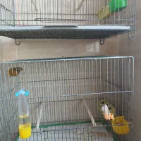 قناری|پرنده|قم, پردیسان|دیوار