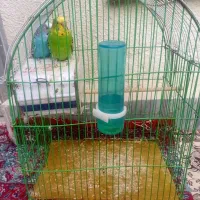 یک جفت مرغ عشق نروماده باقفس