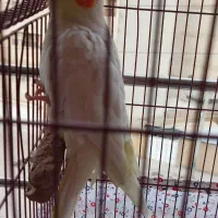 عروس هلندی لوتینو