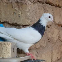 طوقی|پرنده|اصفهان, عمان سامانی|دیوار