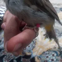 قناری