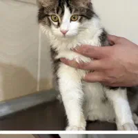 واگذاری گربه DLH