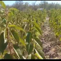 نهال گیلاس تکدانه رو پایه آلبالو بومی