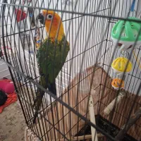 طوطی خورشیدی  سان کانوز