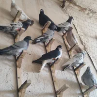 سبز|پرنده|مشهد, رباط طرق|دیوار