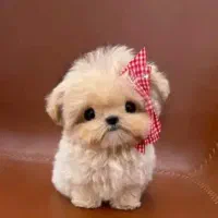 سیرانین سگ کوچک