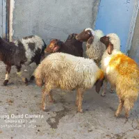 گوسفند باب پروار|حیوانات مزرعه|کوزران, |دیوار
