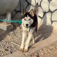 سگ هاسکی نر