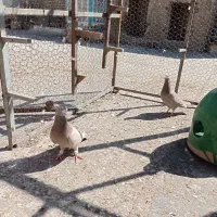 فروش کفتر|پرنده|شیراز, شهرک گلها|دیوار