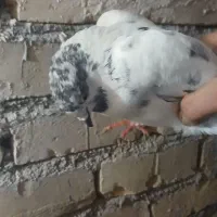 ۵ عدد کفتر|پرنده|آران و بیدگل, |دیوار