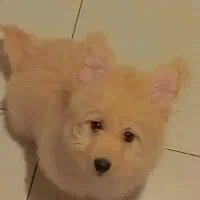 مالتیز .شیتزو روباهی