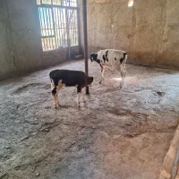 گوساله ماده سیمینتال|حیوانات مزرعه|پاکدشت, پاکدشت (مامازند)|دیوار