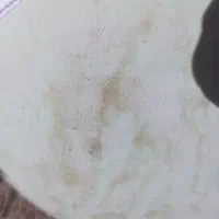 کبسول CNG سالم|قطعات یدکی و لوازم جانبی|زرین دشت (فارس), |دیوار