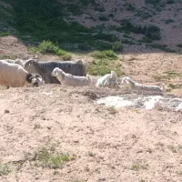 بز زاییده|حیوانات مزرعه|مسجد سلیمان, |دیوار