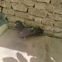 کبوتر