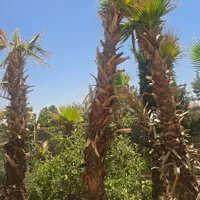 پالم واشنگتن بزرگ خمیده (کج)
