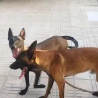 مالینیوزنروماده