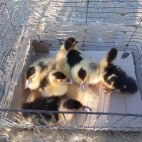 جوجه اردک مسکویی|حیوانات مزرعه|هشتگرد, تهران دشت|دیوار