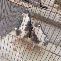 کفتر دمگیر|پرنده|خمینی‌شهر, |دیوار