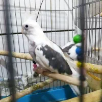 عروس هلندی|پرنده|قم, کیوانفر|دیوار