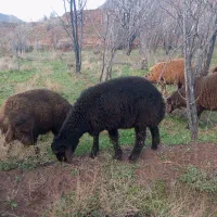 بره قوچ همو درجه یک 50