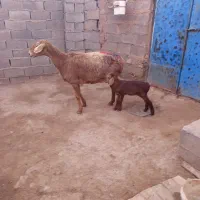 میش زایده|حیوانات مزرعه|تربت جام, جامرود|دیوار