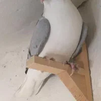 ۵ تا شهری|پرنده|شیراز, ماه فیروزان|دیوار