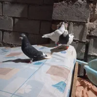 چهار عدد کفتر صید پرشی مفت