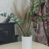 زانفولیا(زامفولیا)