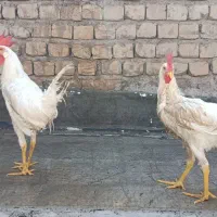 مرغ و خروس ماشینی سرحال