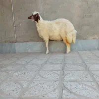 گوسفند