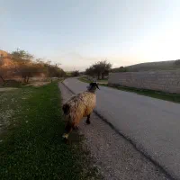 میش|حیوانات مزرعه|گتوند, |دیوار