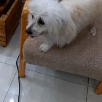 سگ شیتزو|سگ|بندر ماهشهر, |دیوار