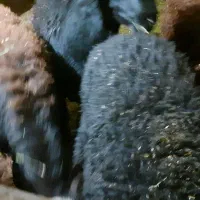 گوسفند نر جوان