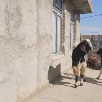 ساورین|حیوانات مزرعه|صحنه, |دیوار