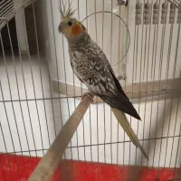 عروس هلندی ماده