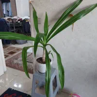 گل طبیعی