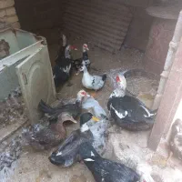 فروش عروس هلندی.. غاز و اردک روسی