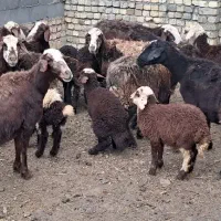 ۱۰ راس میش بره افشاری کله سفید