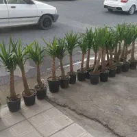 گل و گیاه طبیعی|گل و گیاه طبیعی|زابل, |دیوار