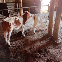 ده راس گاو شیری سالم و جوان