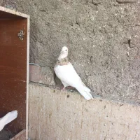 طوقی هفت رنگ ماده