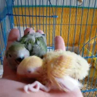 جوجه طوطی برزیلی|پرنده|سنندج, |دیوار