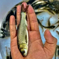 فروش بچه ماهی پرورشی قزل کپور آمور ماهی سفید و قزل