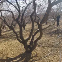 باغ سند دار|فروش زمین و ملک کلنگی|شاهینشهر, فردوسی|دیوار