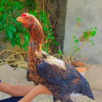 مرغ لاری اصیل